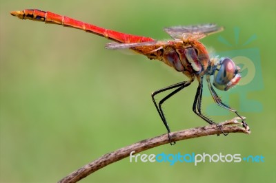 Sympetrum Fonscolombii Stock Photo