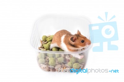 Syrian Hamster Eating Some Food From A Bowl Stock Photo