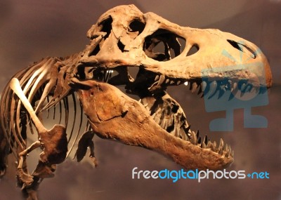 T Rex Dinosaur Stock Photo