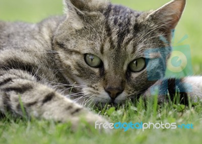 Tabby Cat Stock Photo