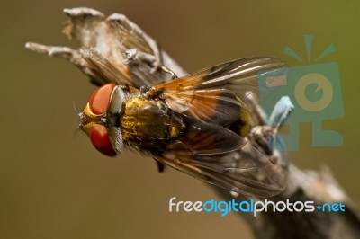 Tachina Fly Stock Photo