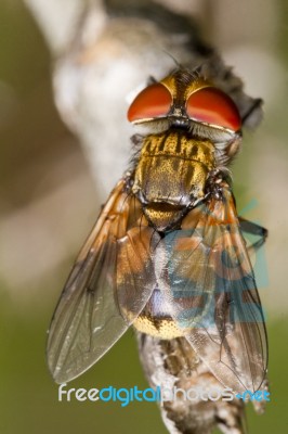 Tachina Fly Stock Photo