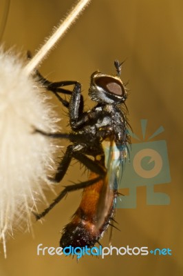 Tachinid Fly (cylindromyia Rufifrons) Stock Photo