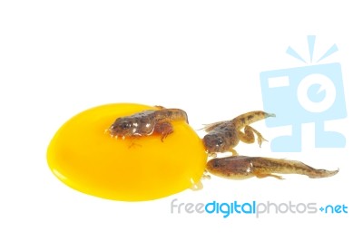 Tadpole On A Yolk Stock Photo