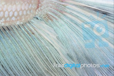 Tail Betta Fish Texture Stock Photo