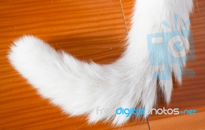 Tail Of White Cat Stock Photo