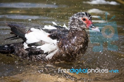 Taking A Bath Stock Photo