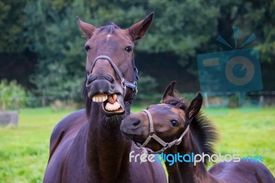 Talking Horse With Foal Stock Photo