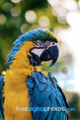 Talking Parrot Close Up Stock Photo