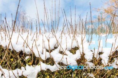 Tall Branches Of Ligustrum In Cover Of Snow Stock Photo