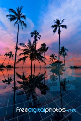 Tall Coconut Palm Trees At Twilight Sky Reflected In Water Stock Photo