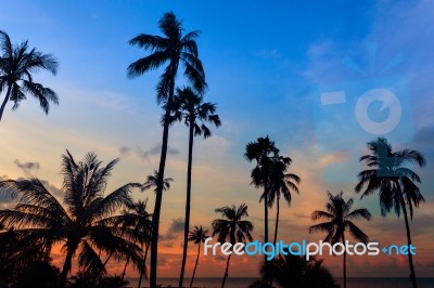 Tall Coconut Palm Trees At Twilight Sky Reflected In Water Stock Photo