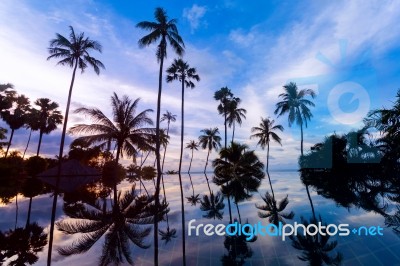 Tall Coconut Palm Trees At Twilight Sky Reflected In Water Stock Photo