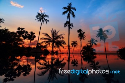 Tall Coconut Palm Trees At Twilight Sky Reflected In Water Stock Photo