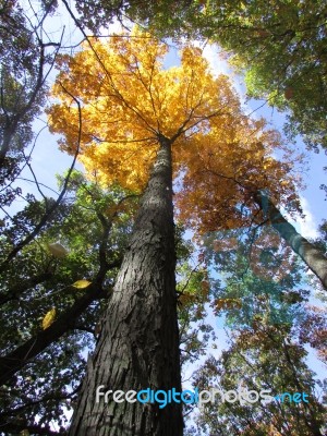 Tall Tree Stock Photo