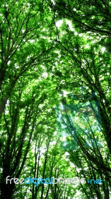 Tall Trees In Forest Stock Photo