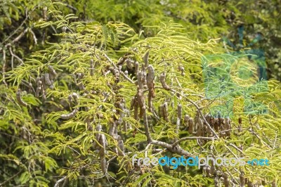 Tamarind On The Tree Stock Photo