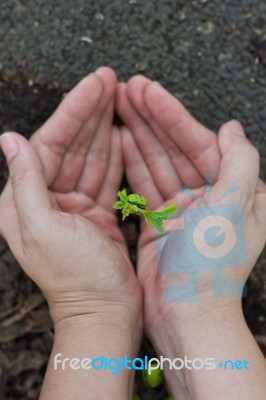 Tamarind Sprout In Human Hands Stock Photo