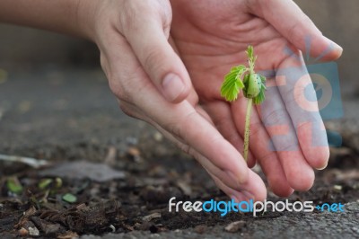 Tamarind Sprout In Human Hands Stock Photo