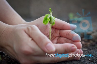 Tamarind Sprout In Human Hands Stock Photo