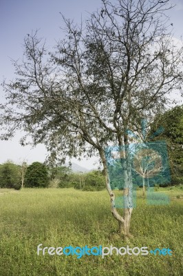 Tamarine Tree In Agricultural Garden Stock Photo