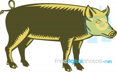 Tamworth Pig Side Woodcut Stock Image