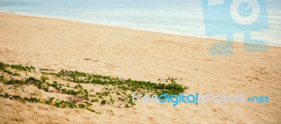 Tangalooma Island Beach In Moreton Bay.  Stock Photo