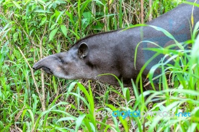 Tapir In Ecuadorian Amazonia Stock Photo