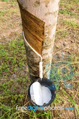 Tapping Latex From Rubber Tree Stock Photo