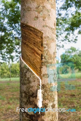 Tapping Latex From Rubber Tree Stock Photo