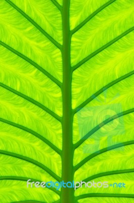 Taro Leaf Stock Photo