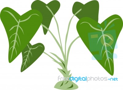 Taro Plant Stock Image