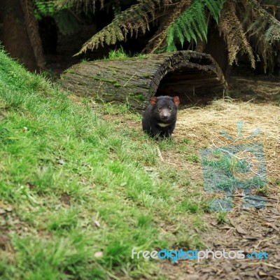 Tasmanian Devil Found During The Day In Tasmania Stock Photo