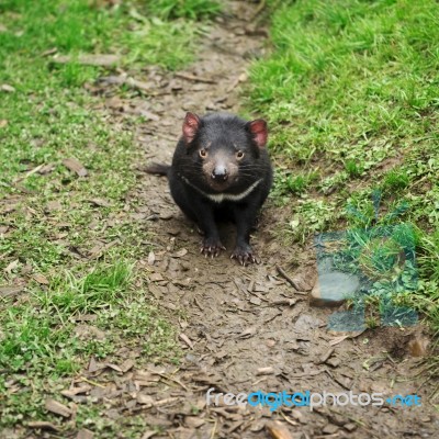 Tasmanian Devil Found During The Day In Tasmania Stock Photo