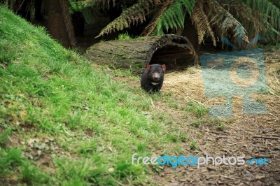 Tasmanian Devil Found During The Day In Tasmania Stock Photo