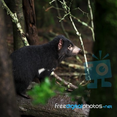 Tasmanian Devil Found During The Day In Tasmania Stock Photo