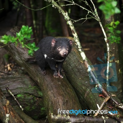 Tasmanian Devil Found During The Day In Tasmania Stock Photo