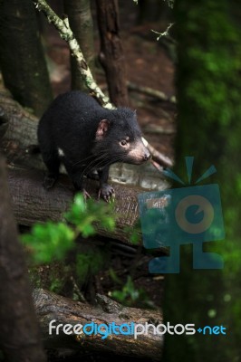 Tasmanian Devil Found During The Day In Tasmania Stock Photo