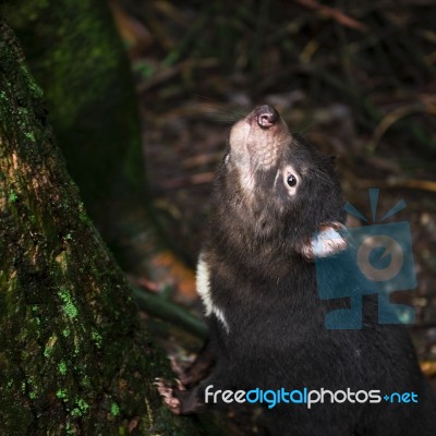 Tasmanian Devil Found During The Day In Tasmania Stock Photo