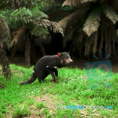 Tasmanian Devil Found During The Day In Tasmania Stock Photo