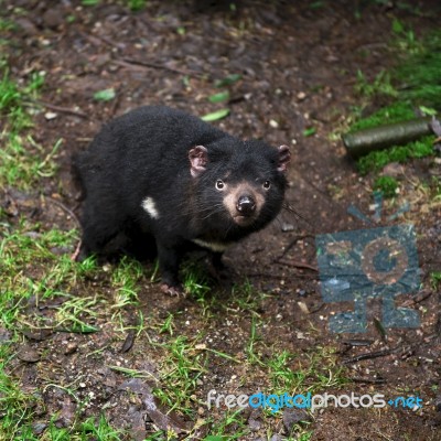 Tasmanian Devil Found During The Day In Tasmania Stock Photo