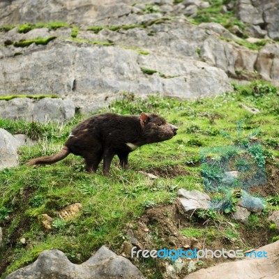 Tasmanian Devil Found During The Day In Tasmania Stock Photo