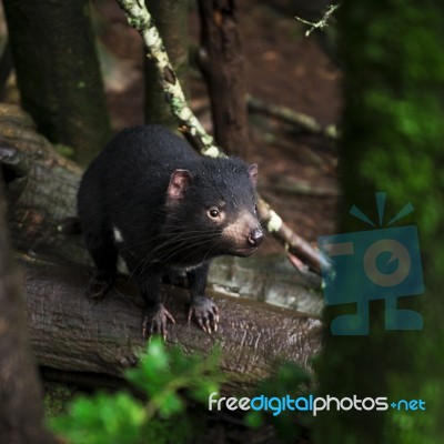 Tasmanian Devil Found During The Day In Tasmania Stock Photo