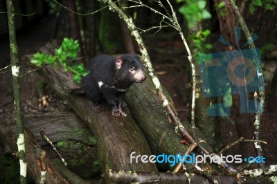 Tasmanian Devil Found During The Day In Tasmania Stock Photo