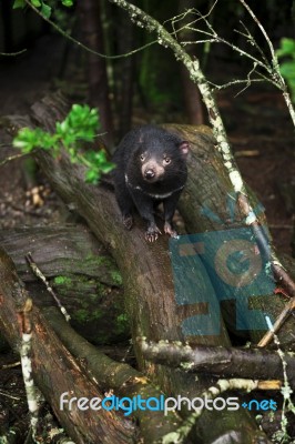 Tasmanian Devil Found During The Day In Tasmania Stock Photo