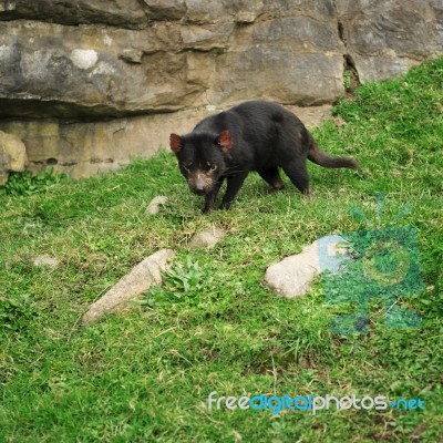 Tasmanian Devil Found During The Day In Tasmania Stock Photo