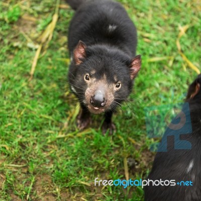 Tasmanian Devil Found During The Day In Tasmania Stock Photo