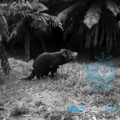 Tasmanian Devil Found During The Day In Tasmania Stock Photo