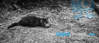 Tasmanian Devil Found During The Day In Tasmania Stock Photo