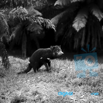 Tasmanian Devil Found During The Day In Tasmania Stock Photo